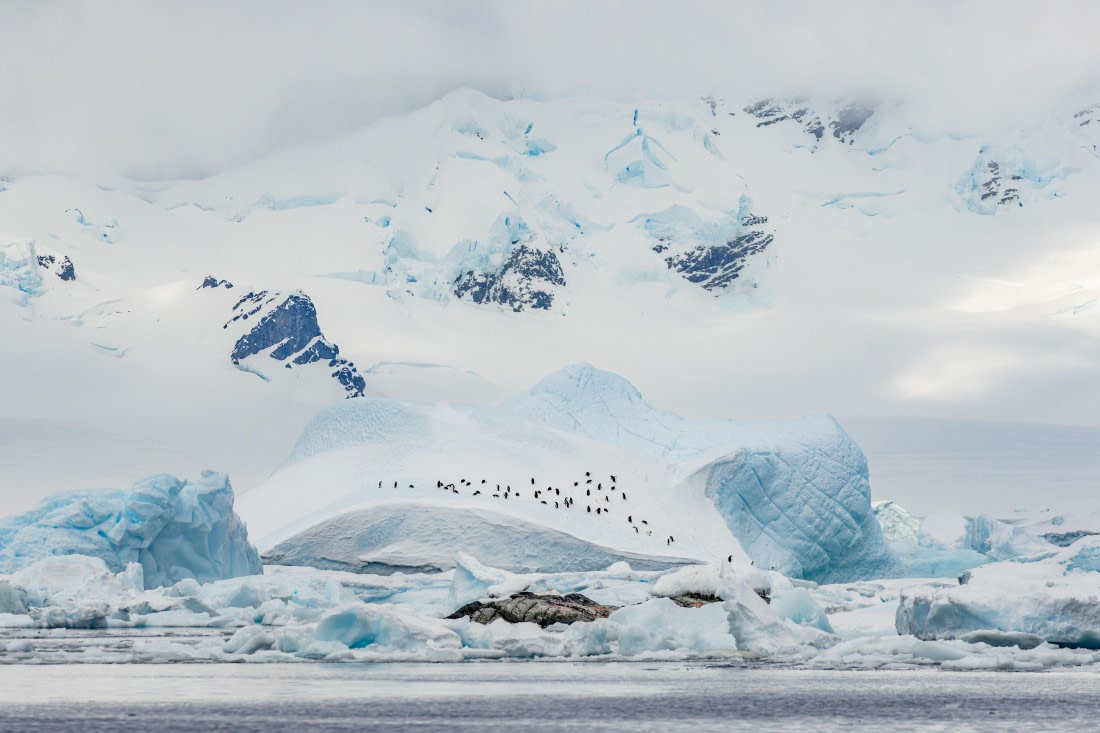 HDS21a24, Day 9, 2B5A3757 © Juan Berenstein - Oceanwide Expeditions.jpg