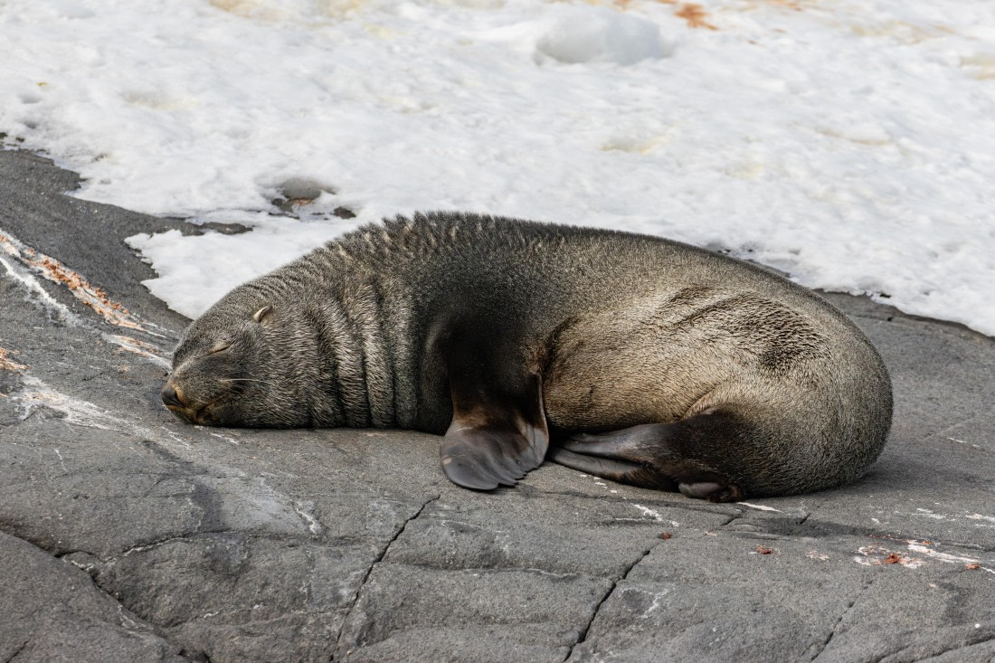 HDS21a24, Day 9, 2B5A3777 © Juan Berenstein - Oceanwide Expeditions.jpg