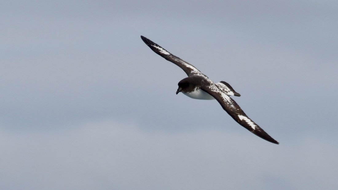 HDS21a24, Day 11, capepetrel © Meike Sjoer - Oceanwide Expeditions.jpeg