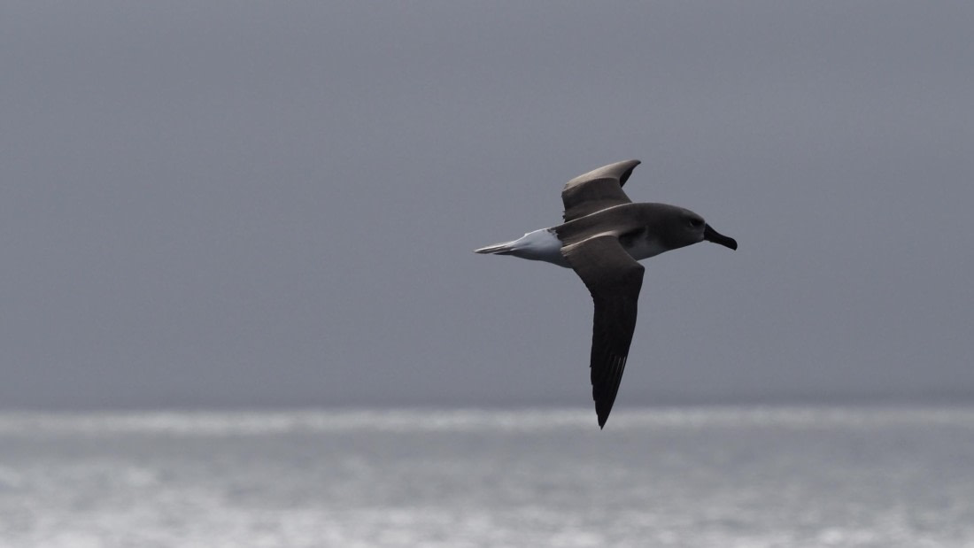 HDS21a24, Day 11, greyheaded © Meike Sjoer - Oceanwide Expeditions.jpeg