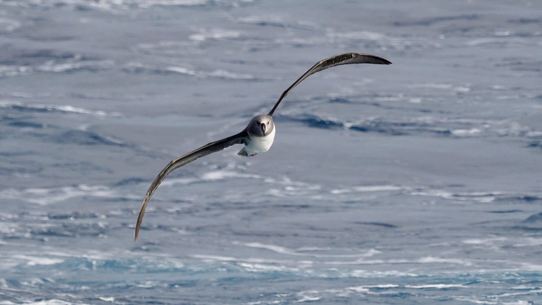 HDS21a24, Day 11, greyheaded © Meike Sjoer - Oceanwide Expeditions.JPG
