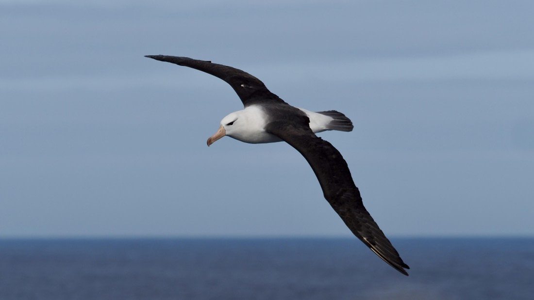 HDS21a24, Day 12, blackbrowed © Meike Sjoer - Oceanwide Expeditions.JPG