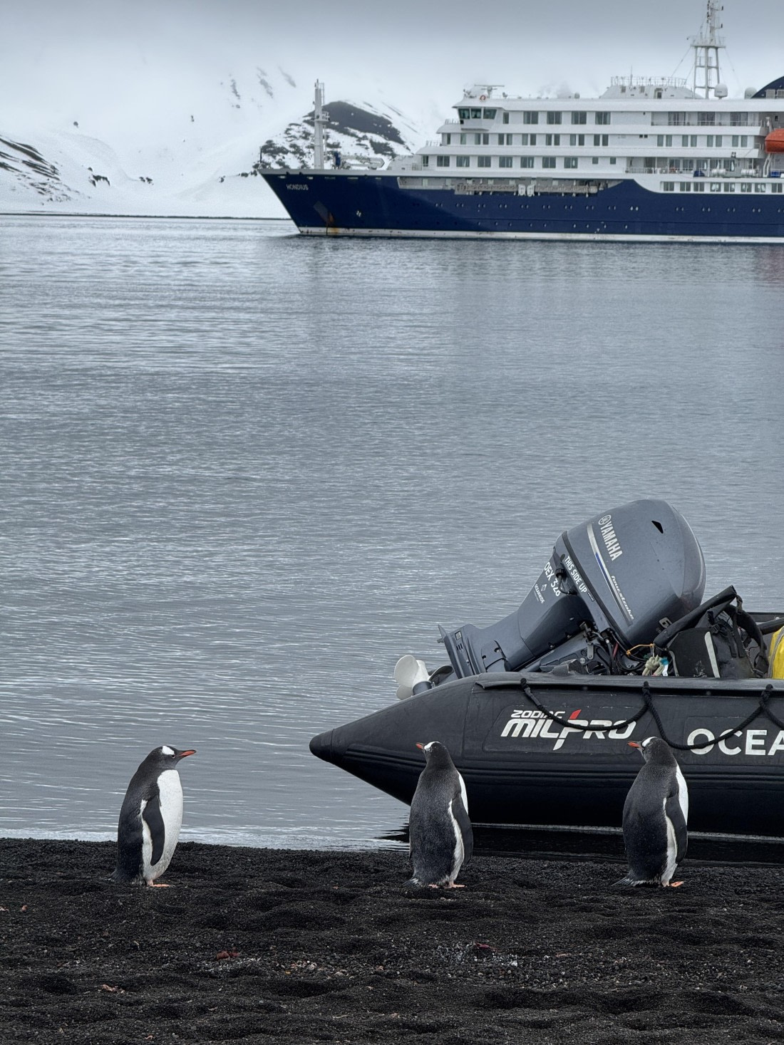 penguins and hondius