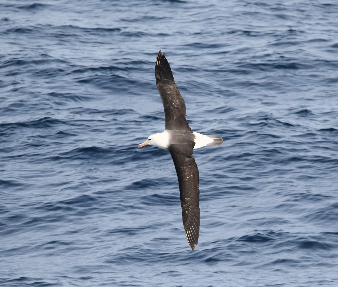 OTL22-24, Day 2, Black browed© Unknown photographer - Oceanwide Expeditions.JPG