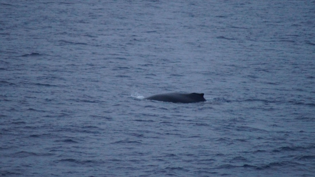 OTL22-24, Day 2, DSC08054© Unknown photographer - Oceanwide Expeditions.JPG