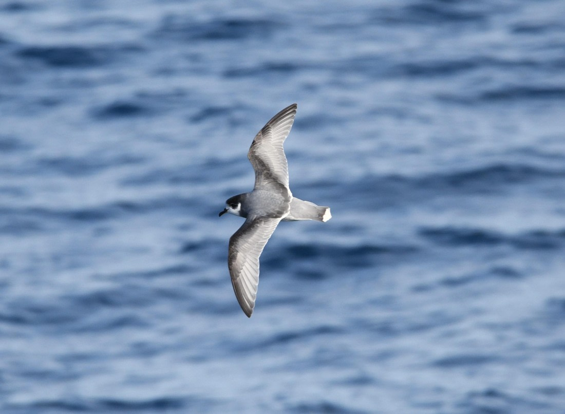 OTL22-24, Day 2, Prion© Unknown photographer - Oceanwide Expeditions.JPG