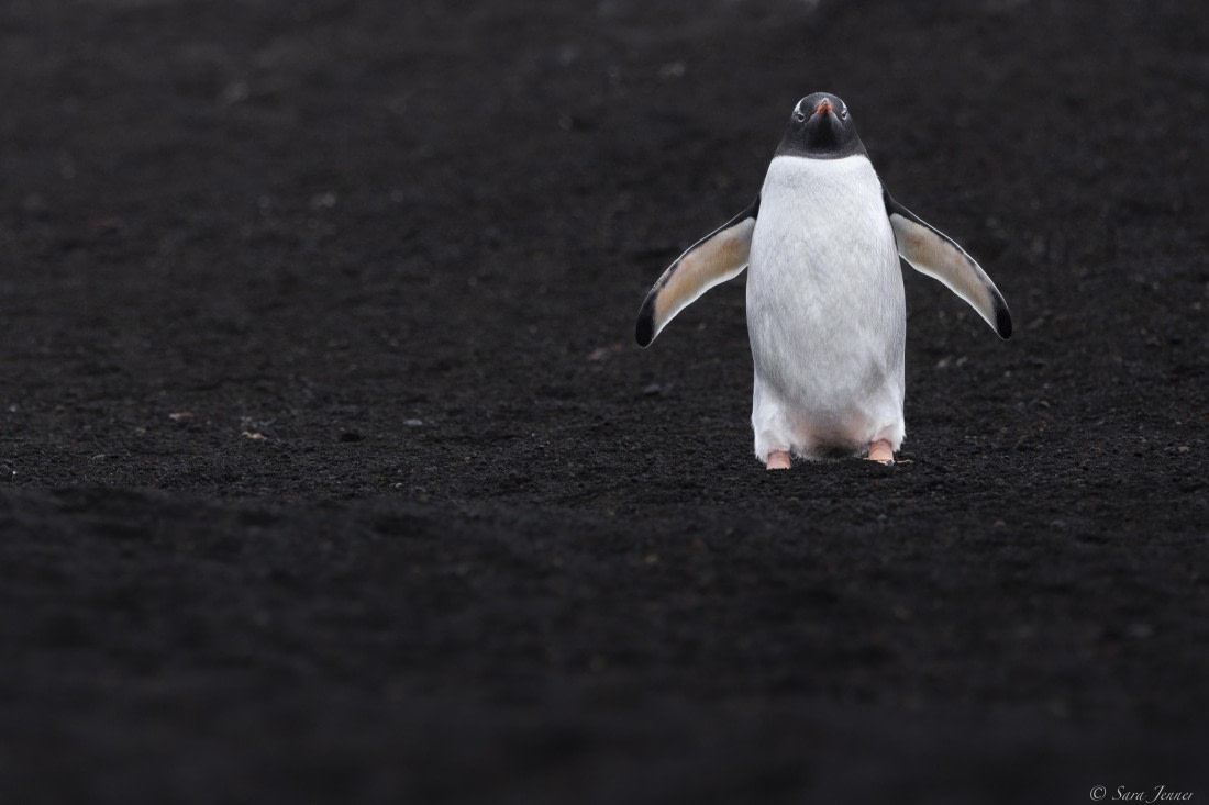 OTL22-24, Day 3, Gentoo_ © Sara Jenner - Oceanwide Expeditions.jpg