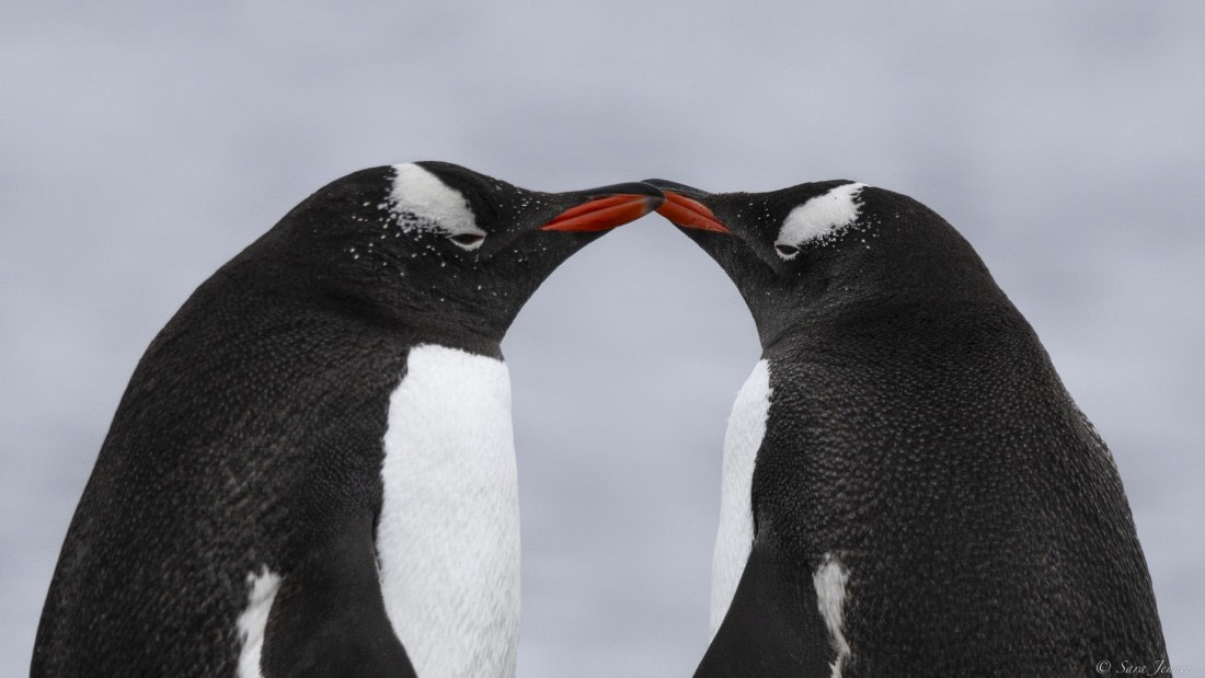 OTL22-24, Day 3, Gentoos 1 © Sara Jenner - Oceanwide Expeditions.jpg