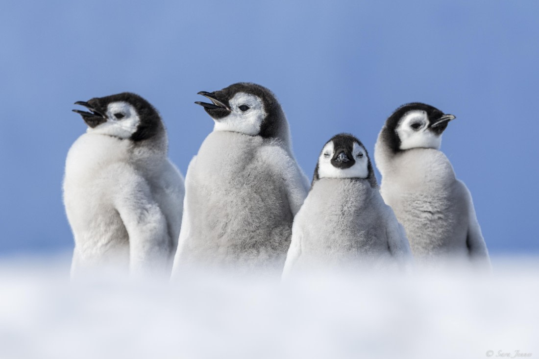 OTL22-24, Day 5, Snow Hill 2 © Sara Jenner - Oceanwide Expeditions.jpg