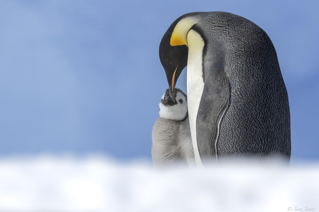 OTL22-24, Day 5, Snow Hill 4 © Sara Jenner - Oceanwide Expeditions.jpg