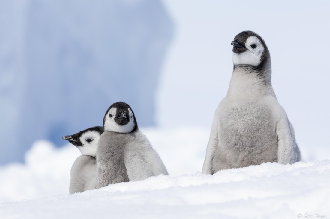 OTL22-24, Day 5, Snow Hill 8 © Sara Jenner - Oceanwide Expeditions.jpg