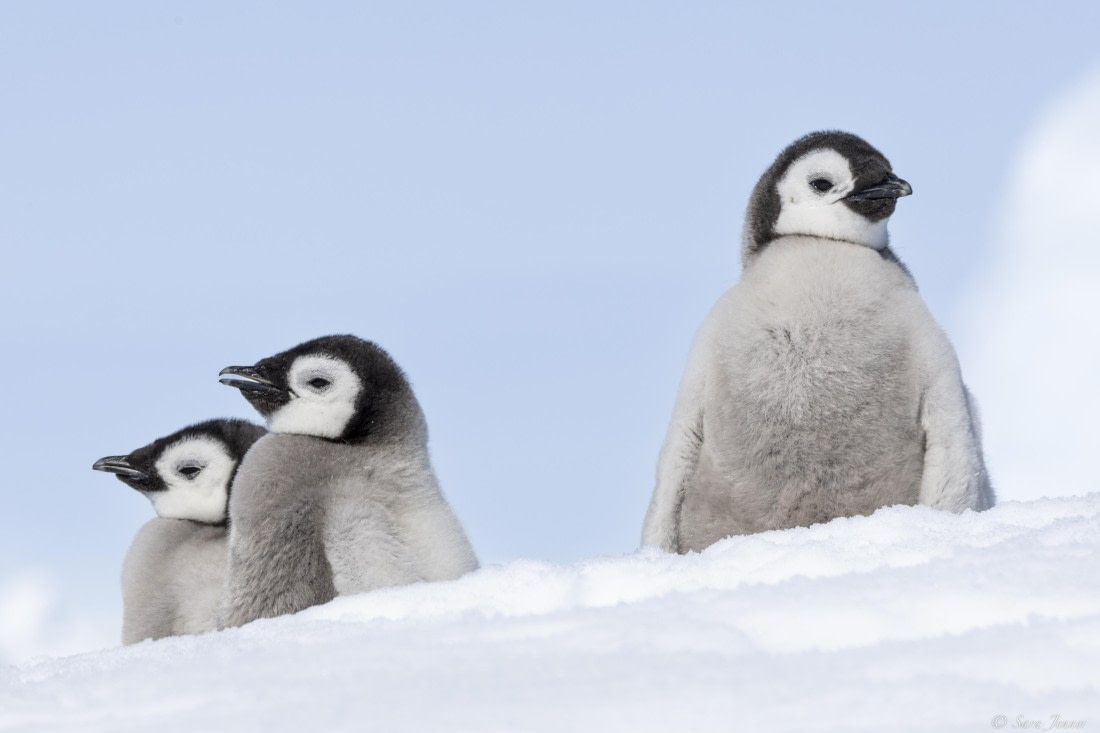 OTL22-24, Day 5, Snow Hill 9 © Sara Jenner - Oceanwide Expeditions.jpg