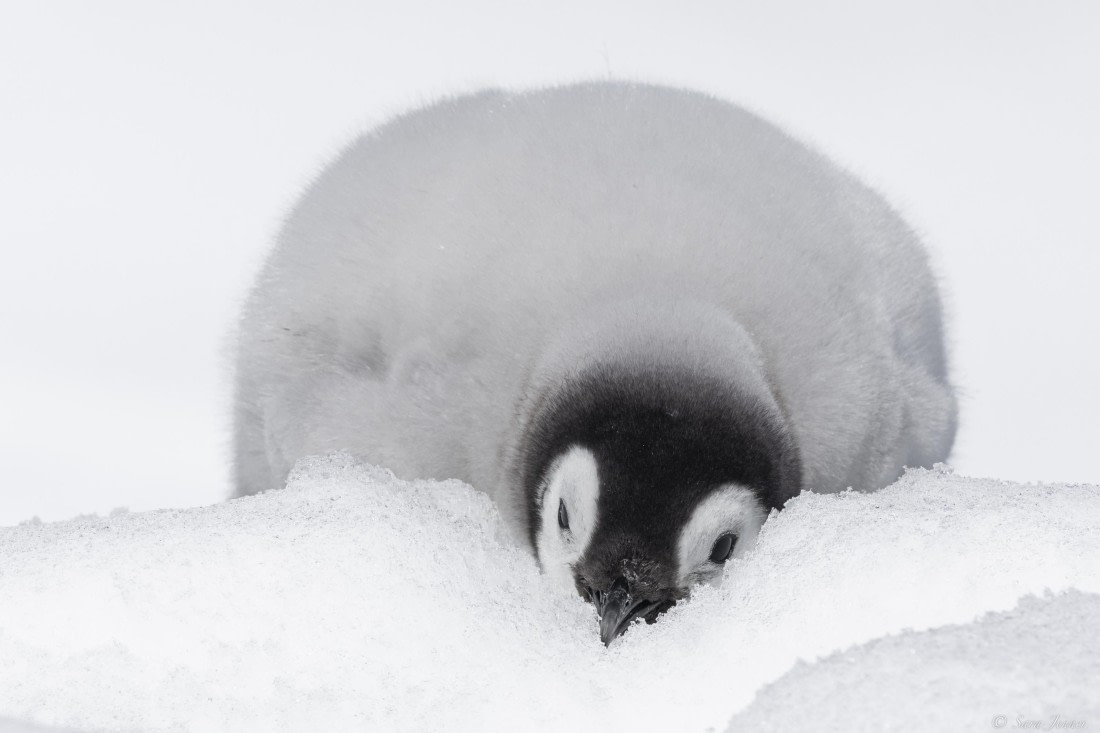 OTL22-24, Day 5, Snow Hill 10 © Sara Jenner - Oceanwide Expeditions.jpg