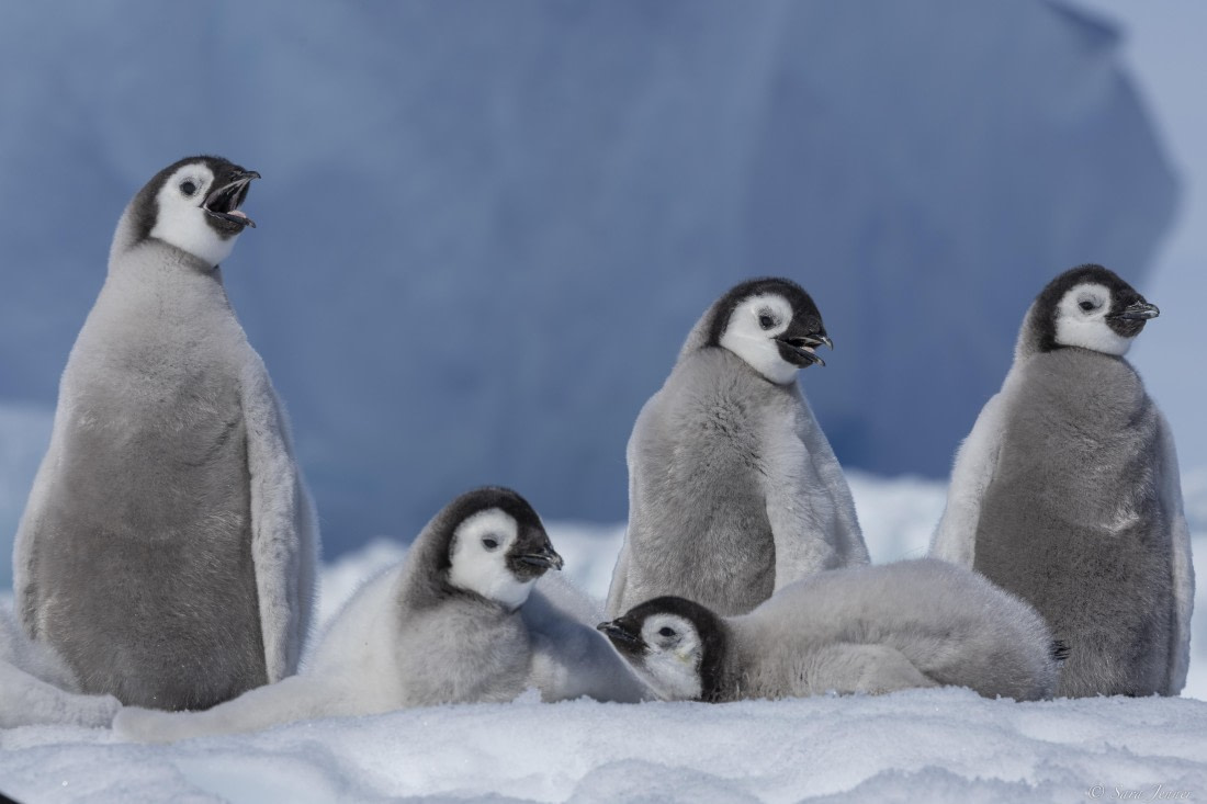 OTL22-24, Day 5, Snow Hill 11 © Sara Jenner - Oceanwide Expeditions.jpg