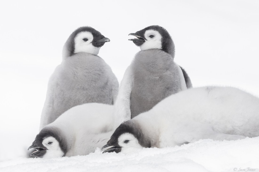 OTL22-24, Day 5, Snow Hill 13 © Sara Jenner - Oceanwide Expeditions.jpg