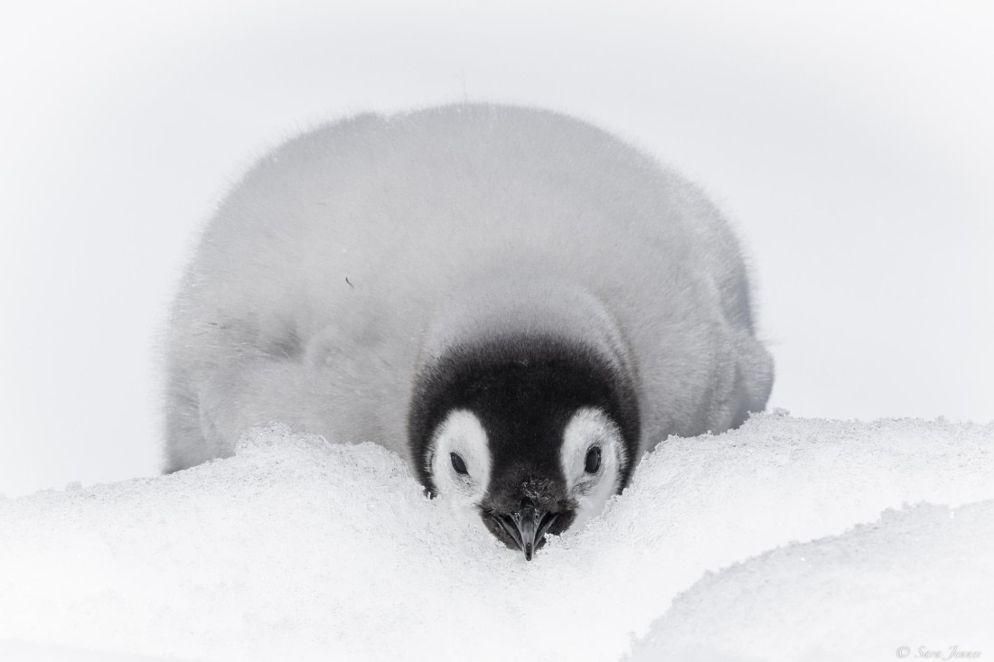 OTL22-24, Day 5, Snow Hill 14 © Sara Jenner - Oceanwide Expeditions.jpg