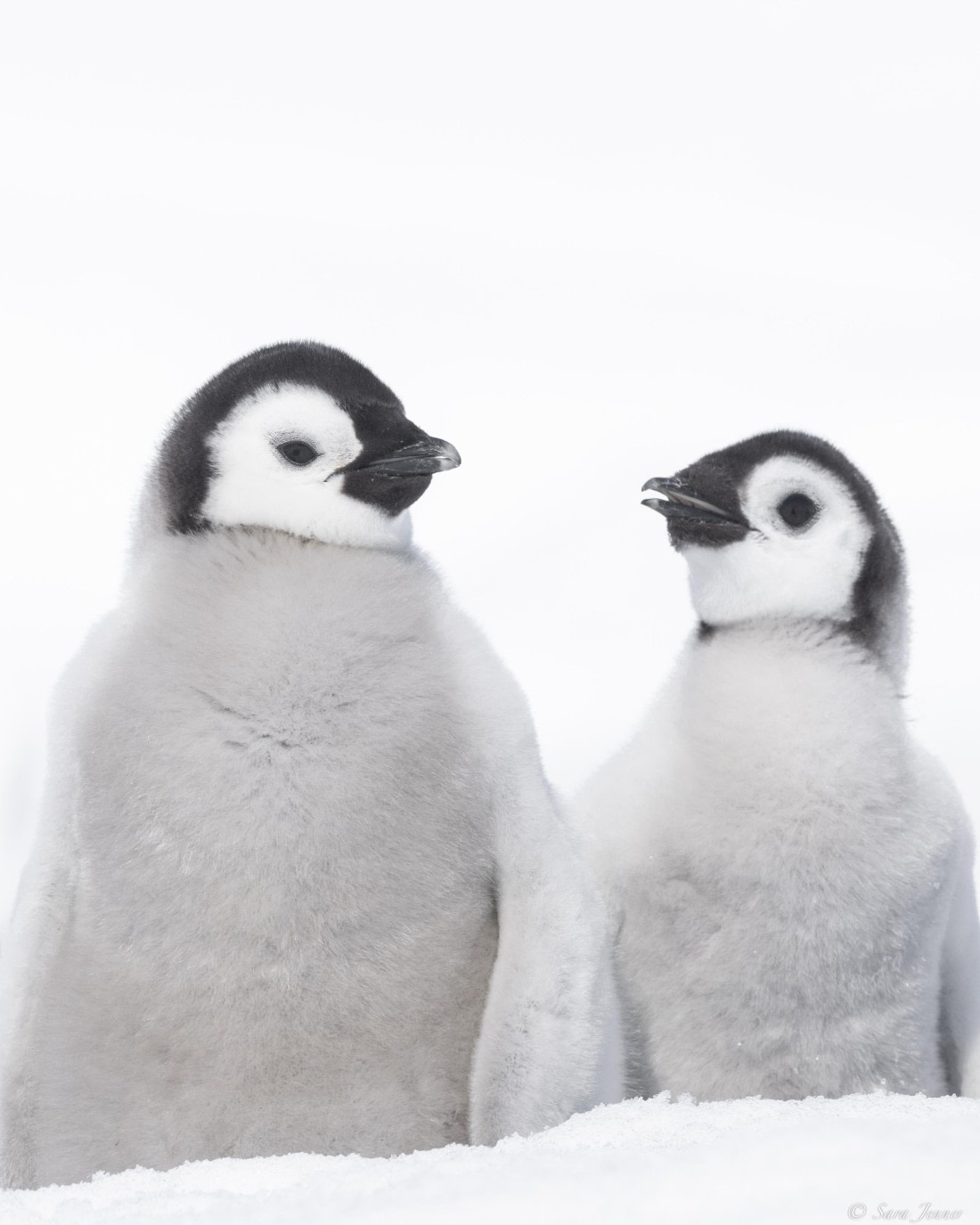 OTL22-24, Day 5, Snow Hill 15 © Sara Jenner - Oceanwide Expeditions.jpg