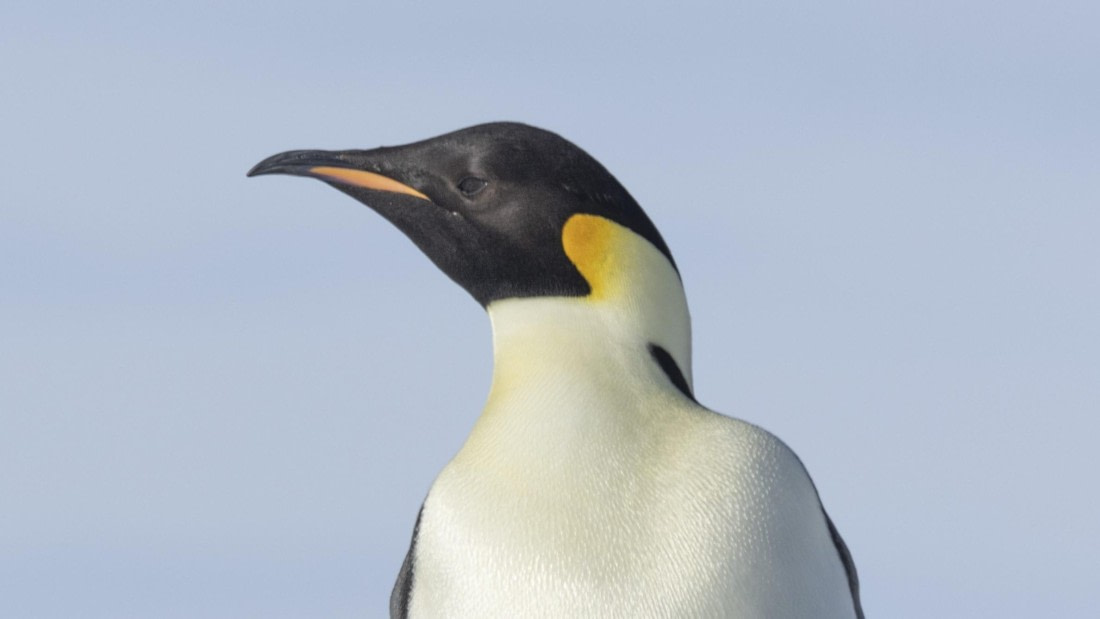 OTL22-24, Day 5, Snow Hill 16 © Unknown photographer - Oceanwide Expeditions.jpg