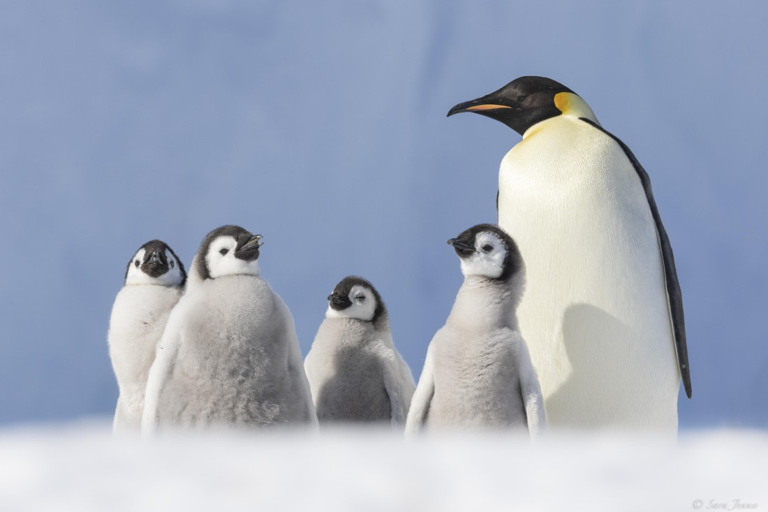 OTL22-24, Day 5, Snow Hill 17 © Sara Jenner - Oceanwide Expeditions.jpg