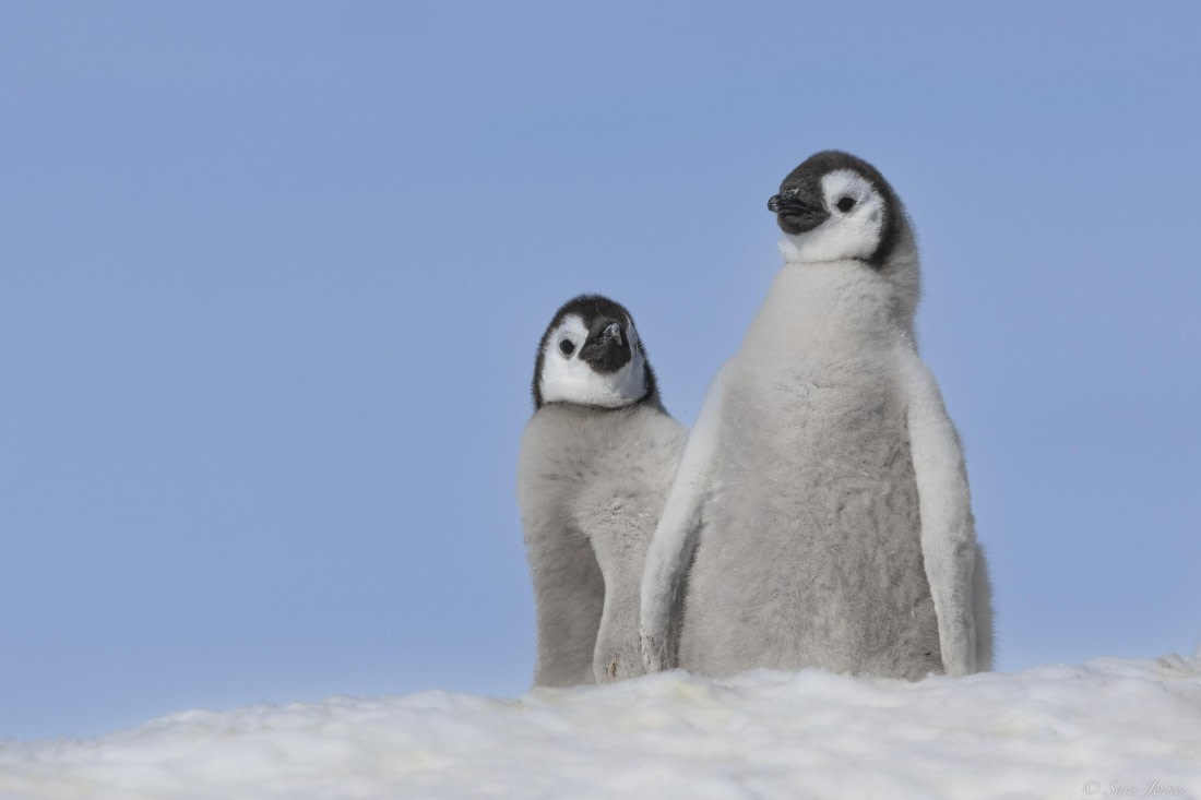 OTL22-24, Day 5, Snow Hill 19 © Sara Jenner - Oceanwide Expeditions.jpg