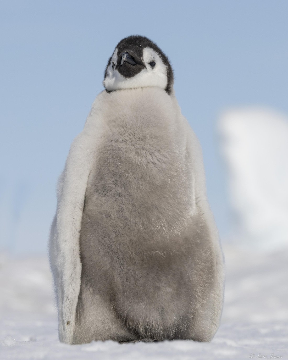 OTL22-24, Day 5, Snow Hill 23 © Sara Jenner - Oceanwide Expeditions.jpg