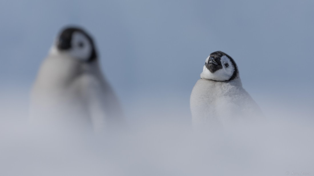 OTL22-24, Day 5, Snow Hill 25 © Sara Jenner - Oceanwide Expeditions.jpg