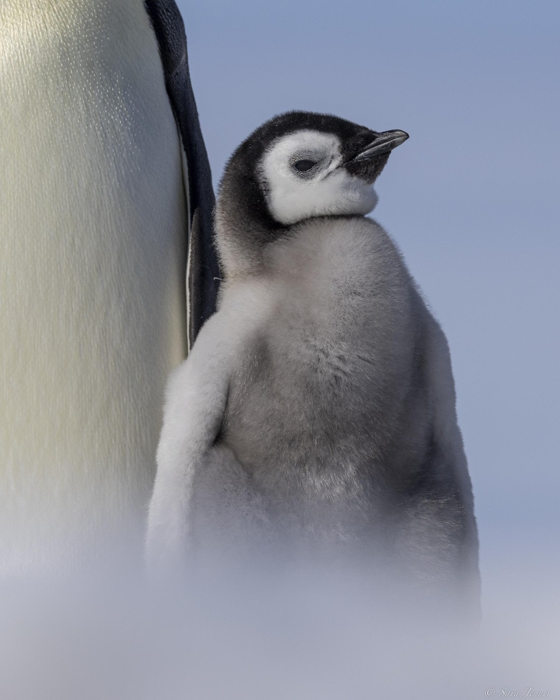 OTL22-24, Day 5, Snow Hill 27 © Sara Jenner - Oceanwide Expeditions.jpg