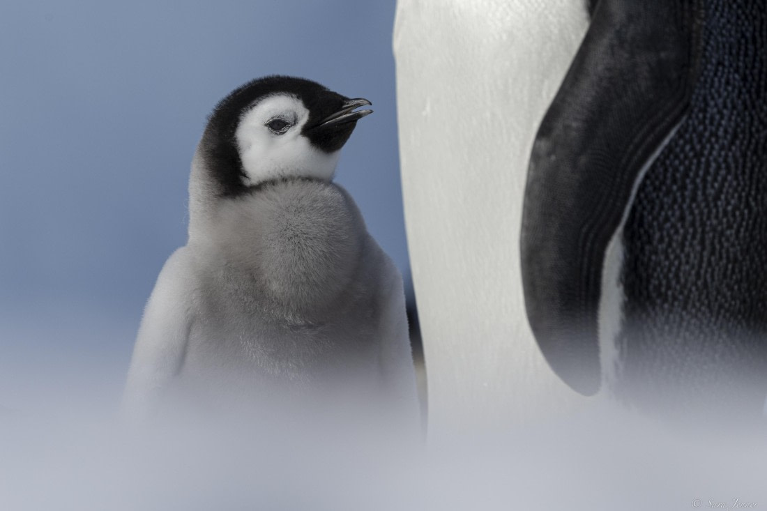 OTL22-24, Day 5, Snow Hill 28 © Sara Jenner - Oceanwide Expeditions.jpg