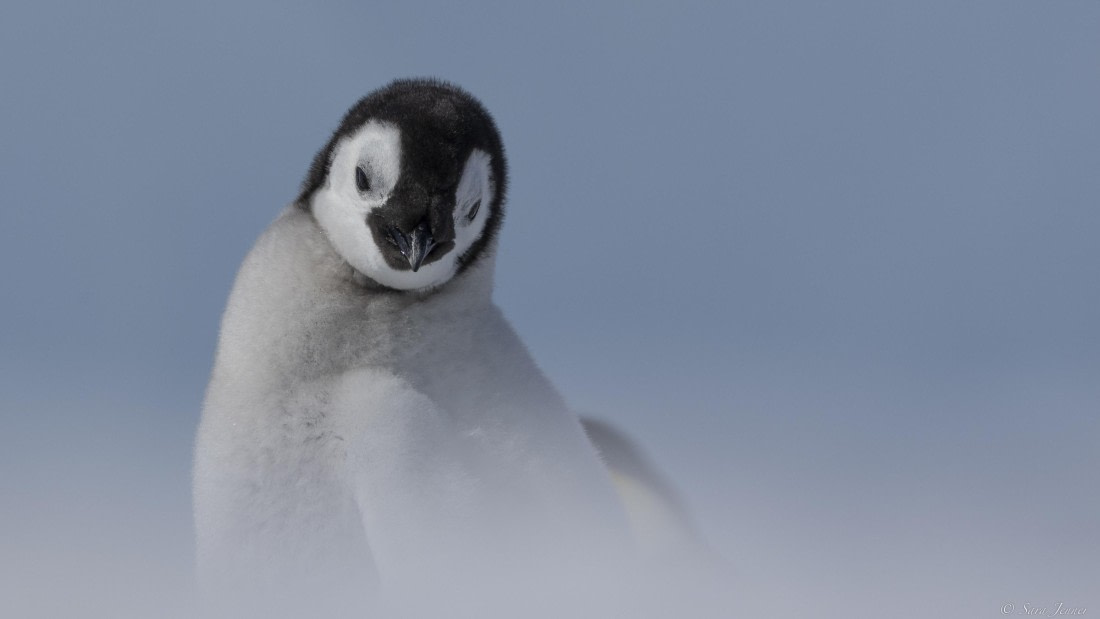 OTL22-24, Day 5, Snow Hill 30 © Sara Jenner - Oceanwide Expeditions.jpg