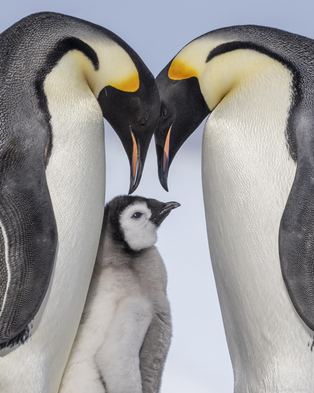 OTL22-24, Day 5, Snow Hill 31 © Sara Jenner - Oceanwide Expeditions.jpg