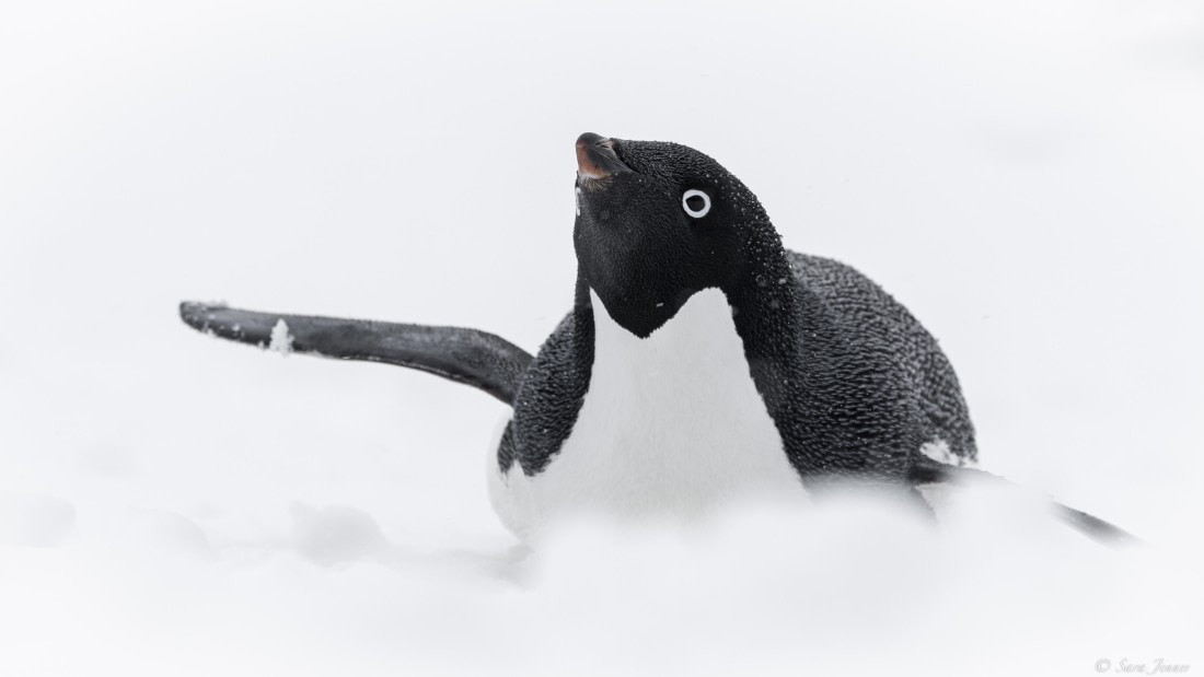 OTL22-24, Day 7, Adelie © Sara Jenner - Oceanwide Expeditions.jpg