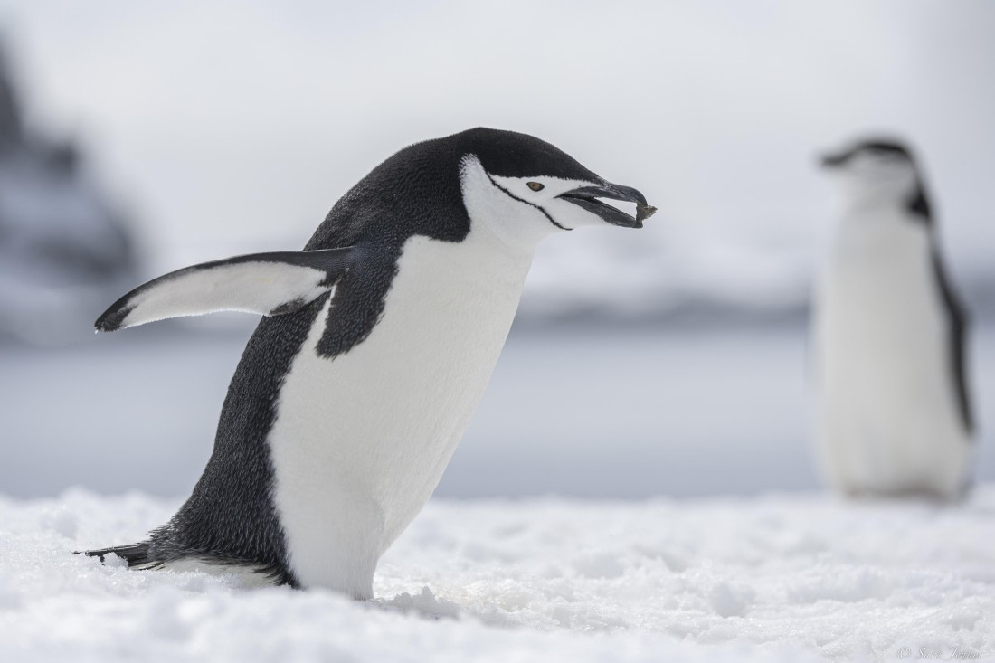 OTL22-24, Day 7, Chinstrap 2 © Sara Jenner - Oceanwide Expeditions.jpg