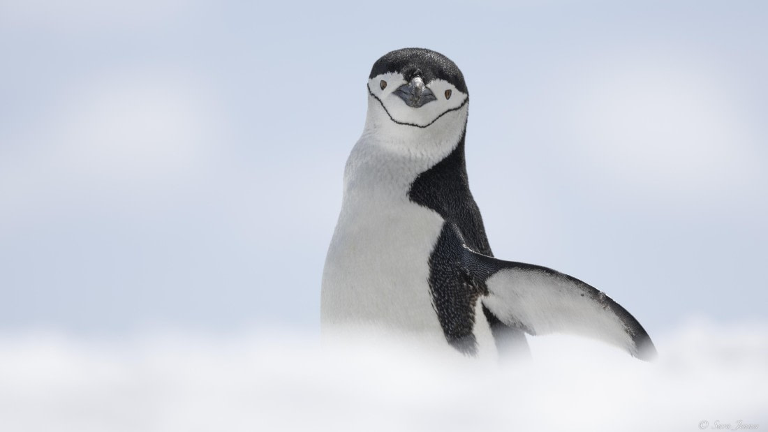 OTL22-24, Day 7, Chinstrap 3 © Sara Jenner - Oceanwide Expeditions.jpg