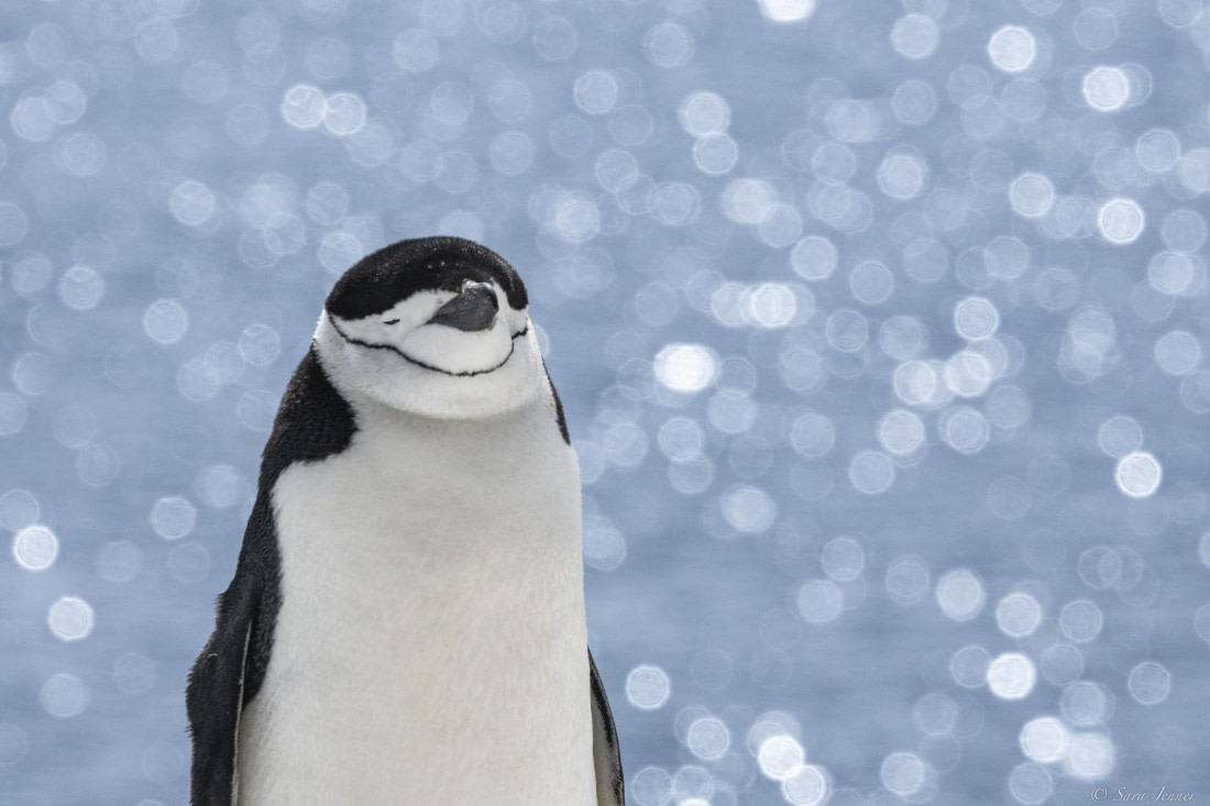 OTL22-24, Day 7, Chinstraps 2 © Sara Jenner - Oceanwide Expeditions.jpg