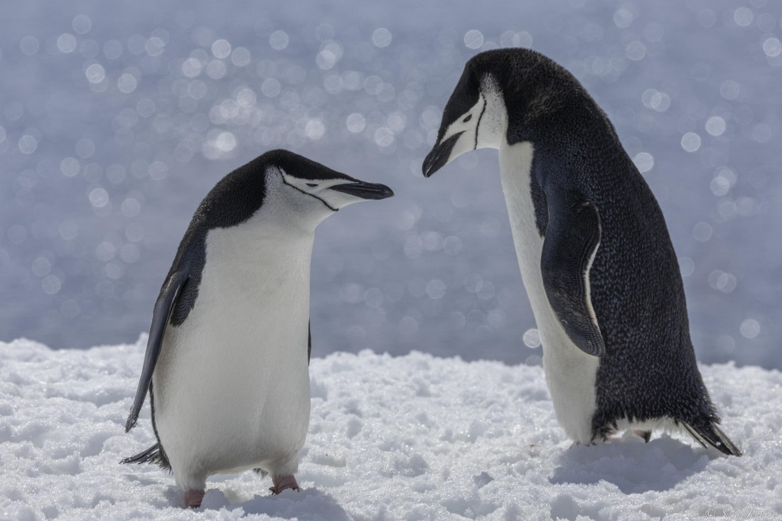 OTL22-24, Day 7, Chinstraps 1 © Sara Jenner - Oceanwide Expeditions.jpg