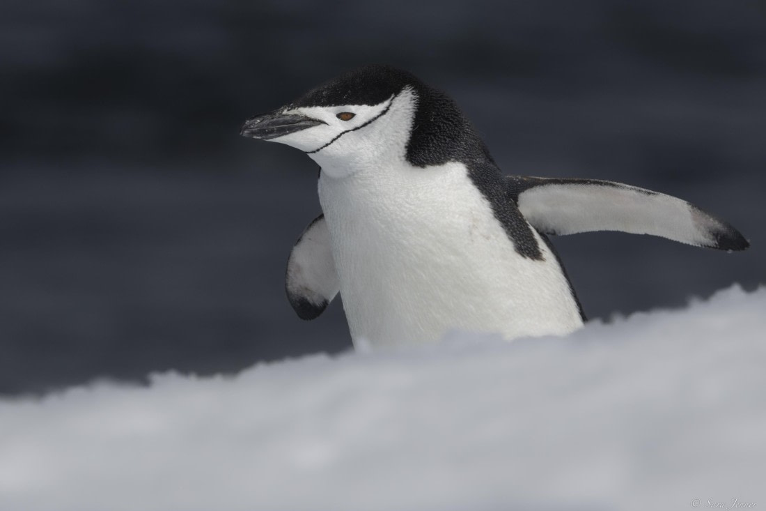 OTL22-24, Day 7, Chinstraps 4 © Sara Jenner - Oceanwide Expeditions.jpg