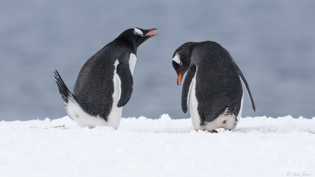 OTL22-24, Day 7, Courting gentoos © Sara Jenner - Oceanwide Expeditions.jpg