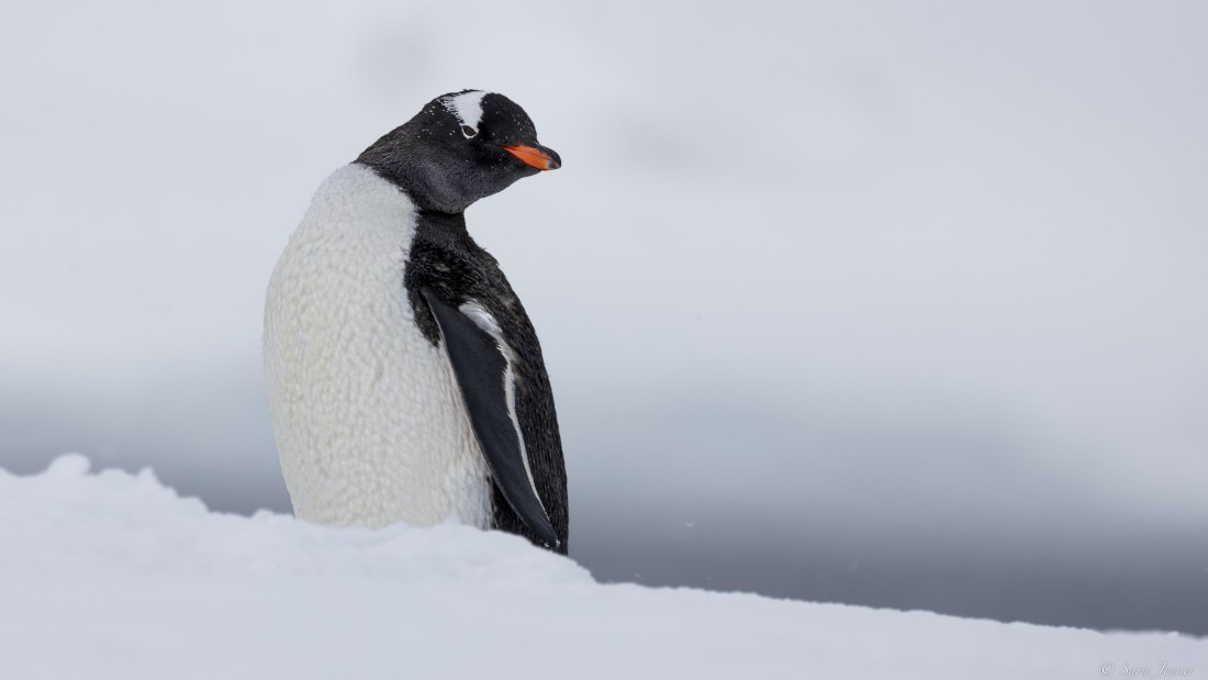 OTL22-24, Day 7, Gentoo © Sara Jenner - Oceanwide Expeditions.jpg