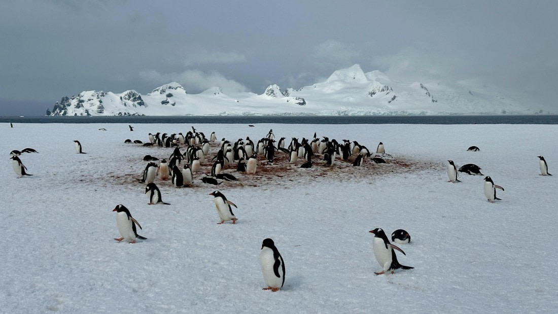 OTL22-24, Day 7, IMG_6260 © Unknown photographer - Oceanwide Expeditions.jpeg