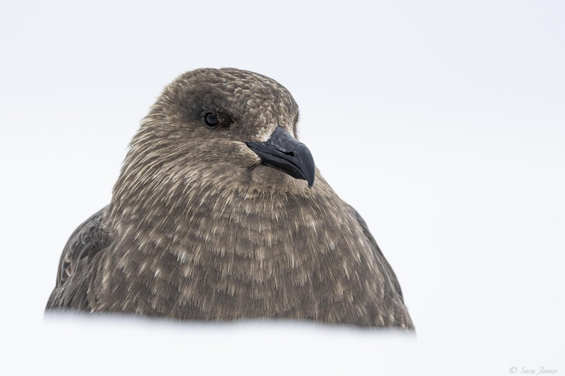 OTL22-24, Day 7, Skua_ © Sara Jenner - Oceanwide Expeditions.jpg