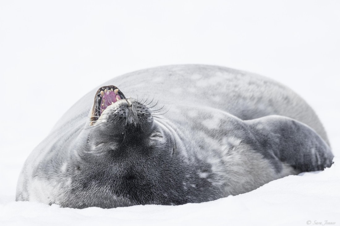 OTL22-24, Day 7, Weddell 4 seal © Sara Jenner - Oceanwide Expeditions.jpg