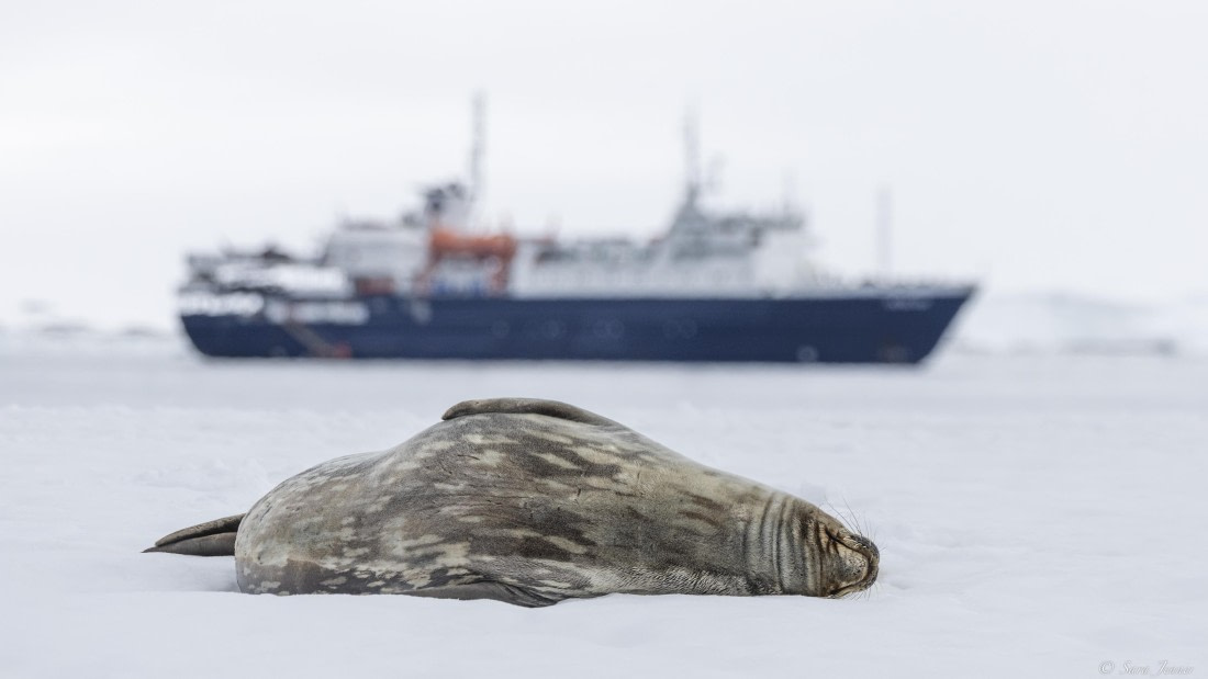 OTL22-24, Day 7, Weddell Seal 2 © Sara Jenner - Oceanwide Expeditions.jpg