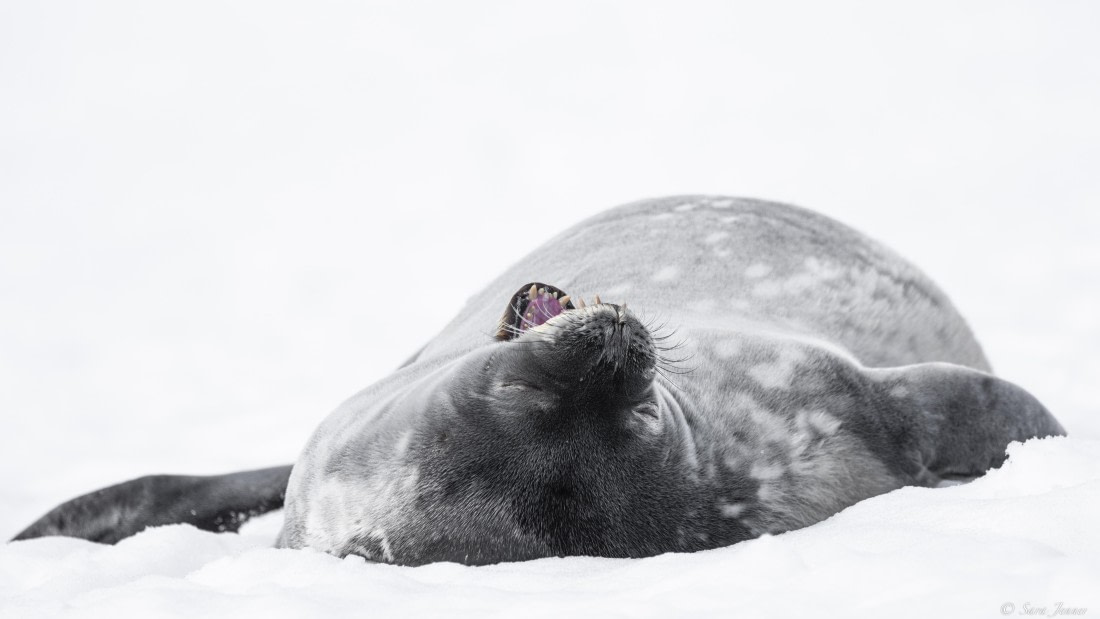 OTL22-24, Day 7, Weddell Seal 3 © Sara Jenner - Oceanwide Expeditions.jpg