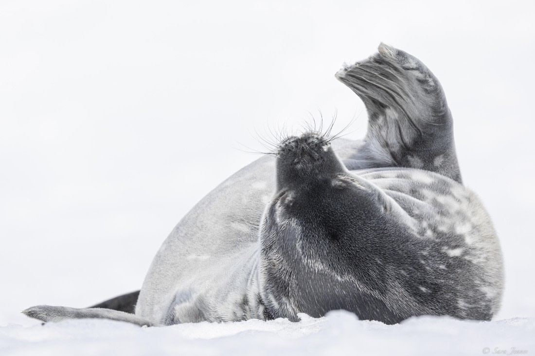 OTL22-24, Day 7, Weddell Seal 6 © Sara Jenner - Oceanwide Expeditions.jpg