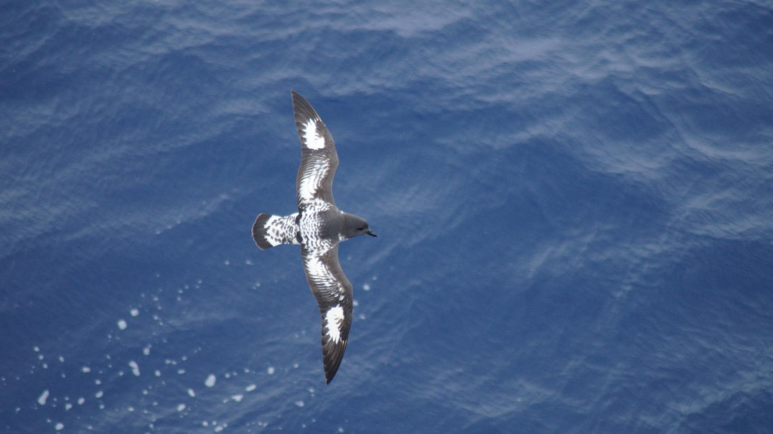 OTL22-24, Day 9, DSC09778© Unknown photographer - Oceanwide Expeditions.JPG