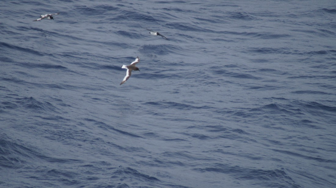 OTL22-24, Day 9, DSC09811© Unknown photographer - Oceanwide Expeditions.JPG