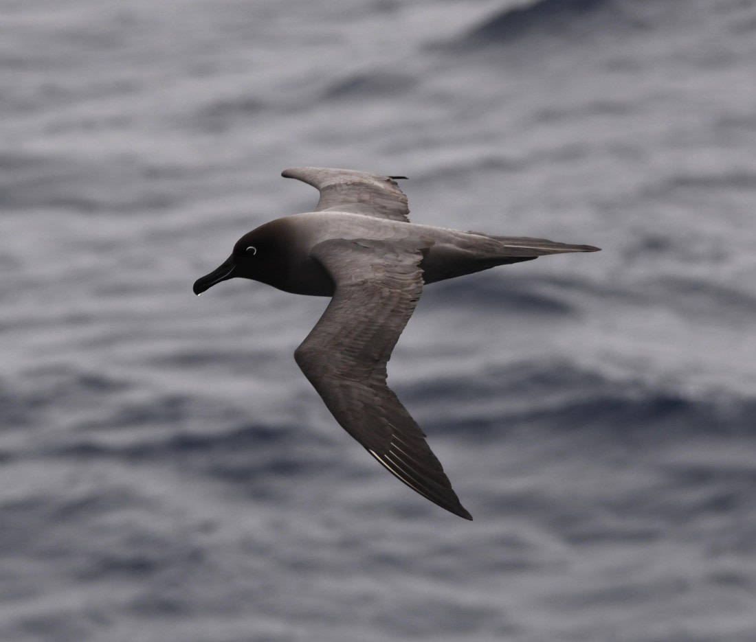 OTL22-24, Day 9, Lightmanteled Albatros © Unknown photographer - Oceanwide Expeditions.JPG