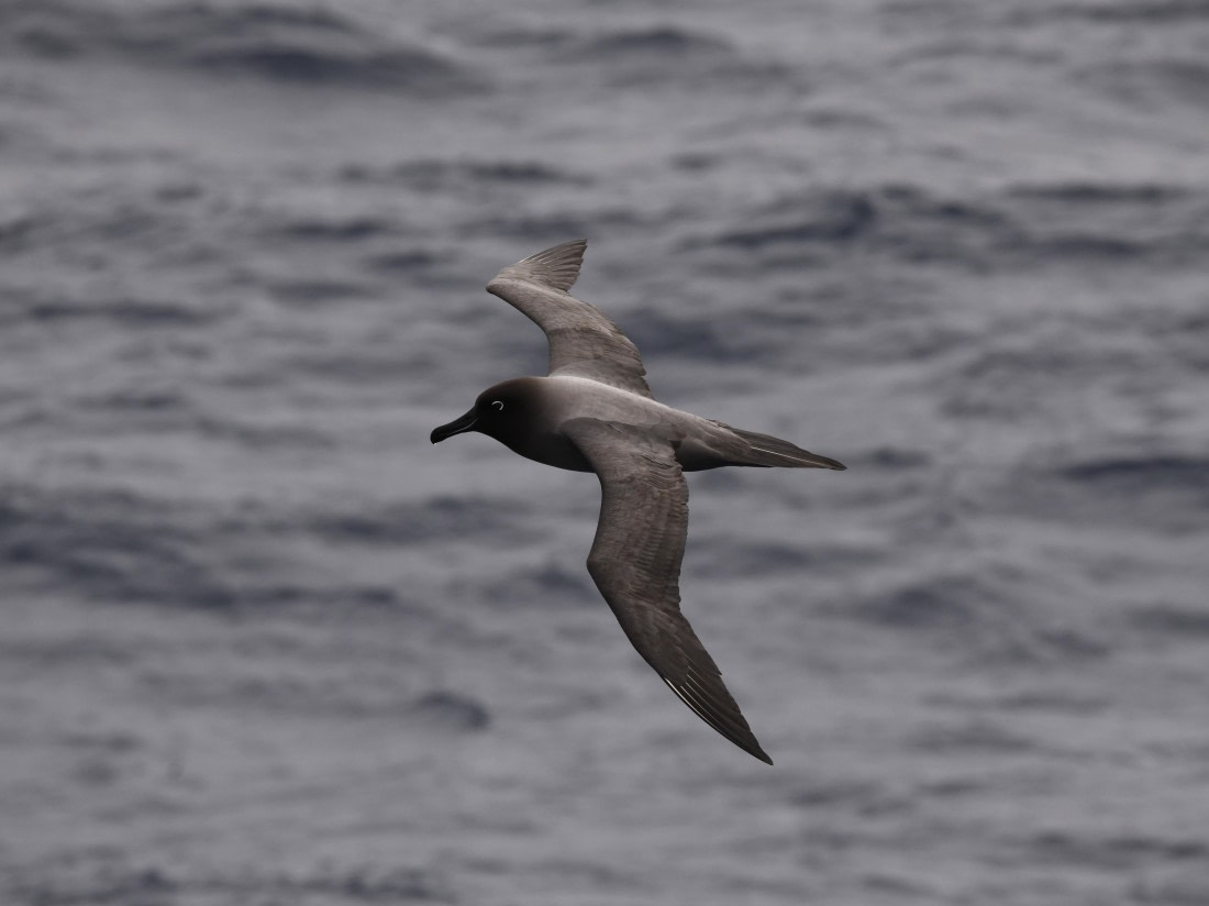 OTL22-24, Day 9, Lightmanteled Albatros4 © Unknown photographer - Oceanwide Expeditions.JPG