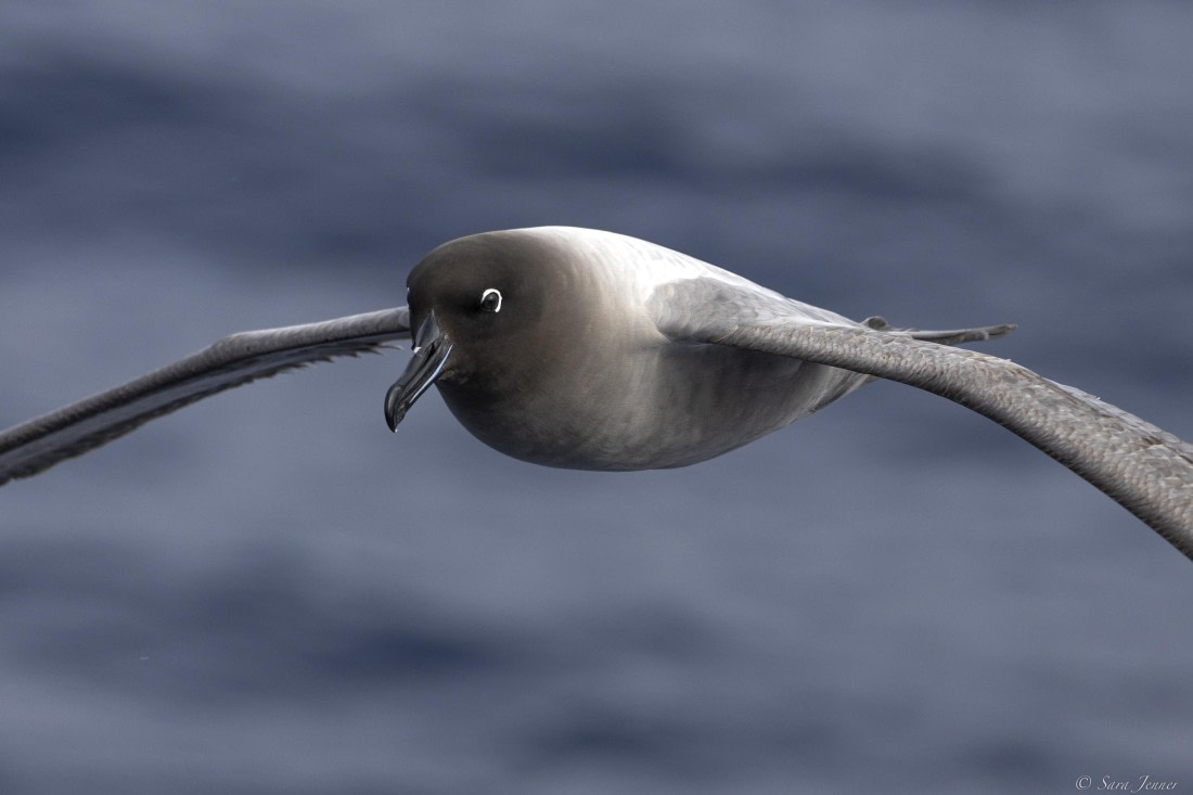 OTL22-24, Day 10, Light mantled albatross © Sara Jenner - Oceanwide Expeditions.jpg