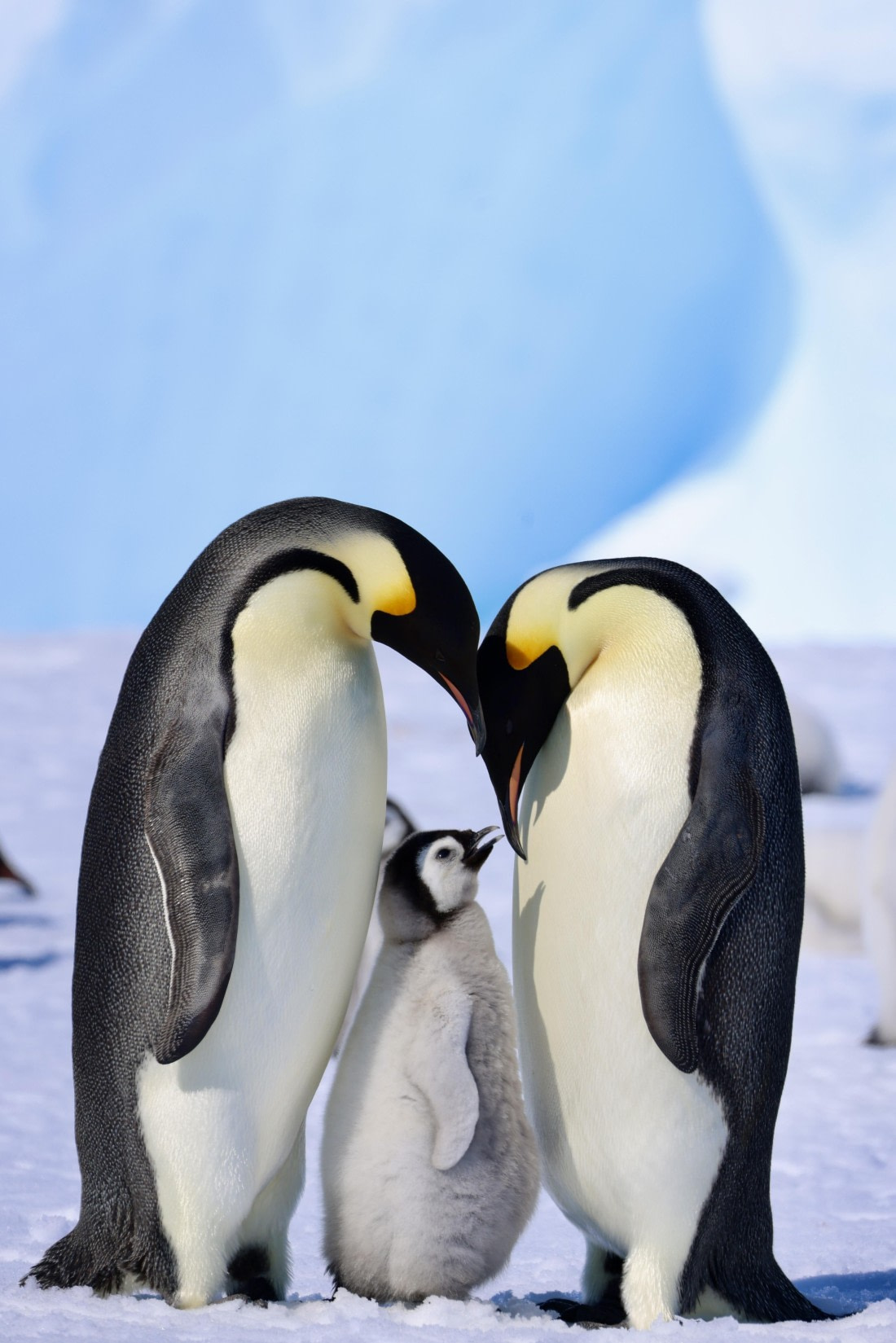 Emperor penguin Family